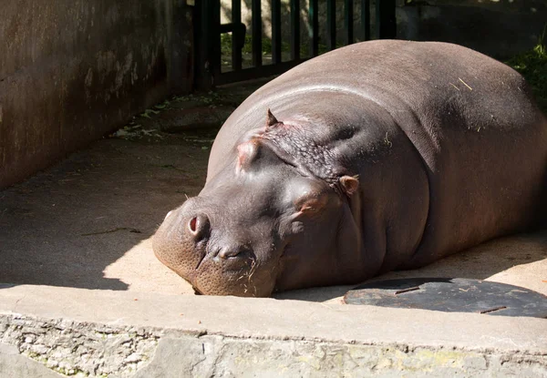 Дикий бегемот в африканской речной воде бегемот (Hippopotamus amphibius — стоковое фото