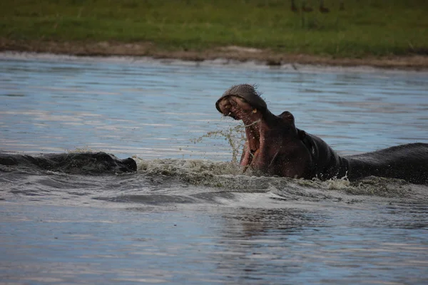 Дикі Бегемот в африканських річка вода Бегемот (Бегемот amphibius — стокове фото