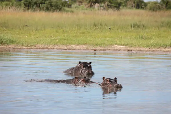 Hipopótamo salvaje en el agua del río africano hipopótamo (Hippopotamus amphibius — Foto de Stock