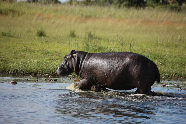 Vilda Hippo i afrikanska floden vatten flodhäst (Hippopotamus amphibius — Stockfoto