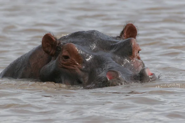 Dziki hipopotam w afrykańskiej rzeki wody Hipopotam nilowy (Hippopotamus amphibius — Zdjęcie stockowe