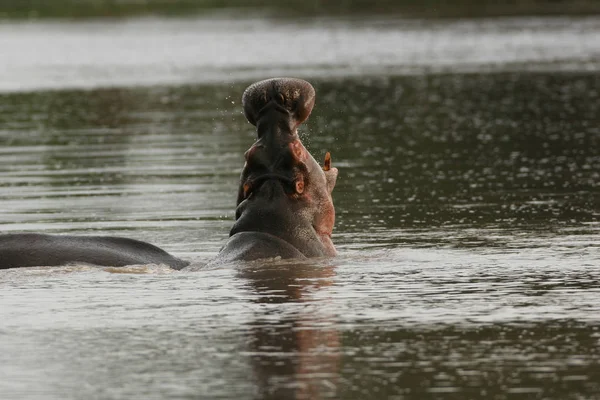 Дикий бегемот в африканской речной воде бегемот (Hippopotamus amphibius — стоковое фото