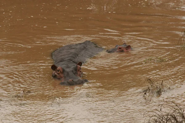 Afrika nehir su su aygırı (su aygırı amphibius içinde vahşi su aygırı — Stok fotoğraf