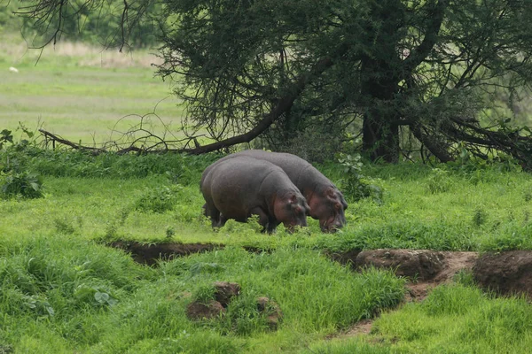 Dziki hipopotam w afrykańskiej rzeki wody Hipopotam nilowy (Hippopotamus amphibius — Zdjęcie stockowe