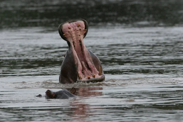 Дикий бегемот в африканской речной воде бегемот (Hippopotamus amphibius — стоковое фото