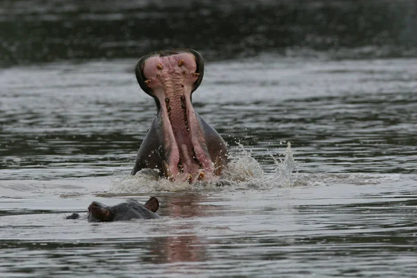 Дикий бегемот в африканской речной воде бегемот (Hippopotamus amphibius — стоковое фото