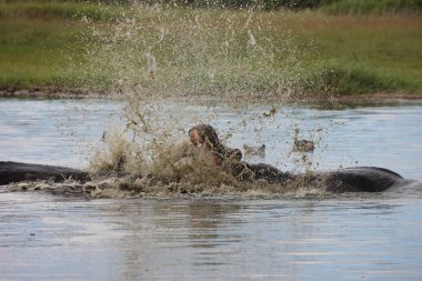 Afrika nehir su su aygırı (su aygırı amphibius içinde vahşi su aygırı