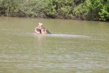 Afrika nehir su su aygırı (su aygırı amphibius içinde vahşi su aygırı