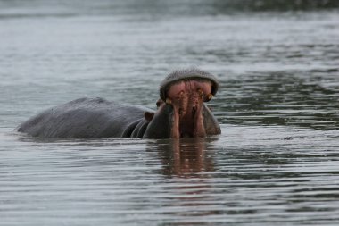 Afrika nehir su su aygırı (su aygırı amphibius içinde vahşi su aygırı