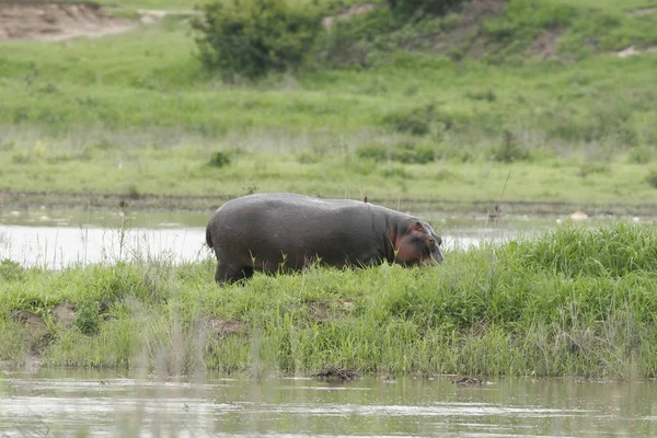 Hipopótamo salvaje en el agua del río africano hipopótamo (Hippopotamus amphibius — Foto de Stock