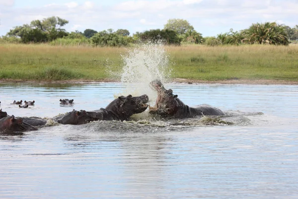 Hipopótamo salvaje en el agua del río africano hipopótamo (Hippopotamus amphibius — Foto de Stock