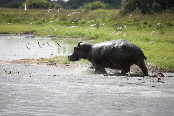 Hipopótamo salvaje en el agua del río africano hipopótamo (Hippopotamus amphibius —  Fotos de Stock