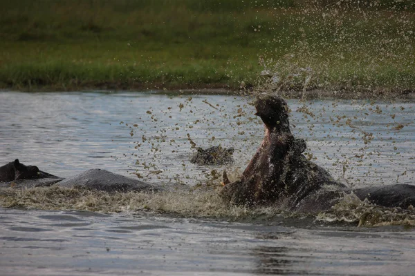 Hippopotame sauvage dans l'eau de rivière africaine hippopotame (Hippopotamus amphibius — Photo