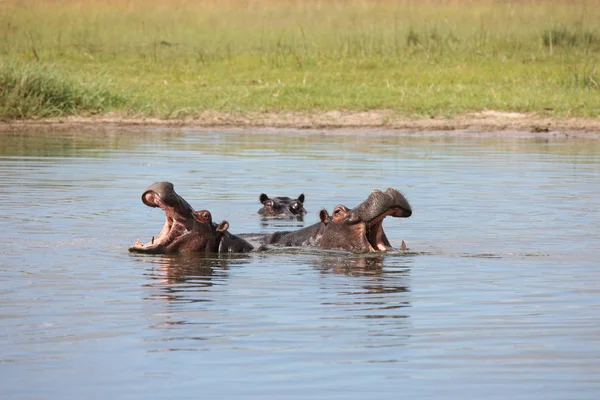 Hipopótamo salvaje en el agua del río africano hipopótamo (Hippopotamus amphibius — Foto de Stock