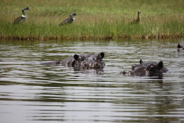 Wild Hippo in Afrikaanse rivier water nijlpaard (Hippopotamus amphibius — Stockfoto