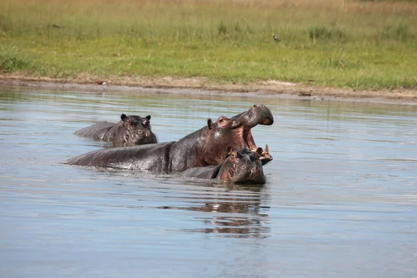 アフリカの川の水のカバ (カバ アンフィビウスの野生のカバ — ストック写真