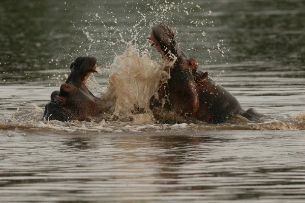 Divoké hroch v africké říční vody hroch obojživelný (Hippopotamus amphibius — Stock fotografie