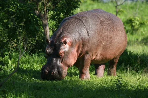 Dziki hipopotam w afrykańskiej rzeki wody Hipopotam nilowy (Hippopotamus amphibius — Zdjęcie stockowe