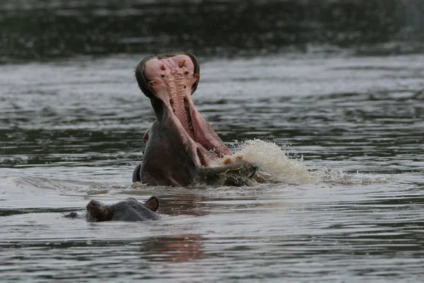 Afrika nehir su su aygırı (su aygırı amphibius içinde vahşi su aygırı — Stok fotoğraf