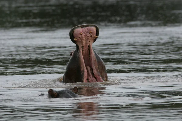 Afrika nehir su su aygırı (su aygırı amphibius içinde vahşi su aygırı — Stok fotoğraf