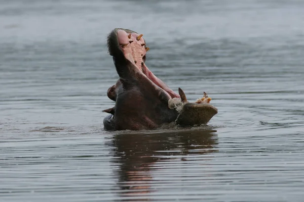 Afrika nehir su su aygırı (su aygırı amphibius içinde vahşi su aygırı — Stok fotoğraf