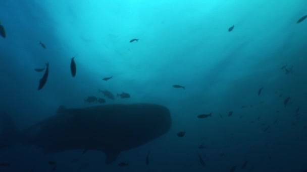 Nagy bálna cápa legnagyobb hal a világon, víz alatti videó — Stock videók
