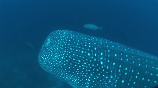 Большая акула кита самая большая рыба в мире подводное видео — стоковое видео