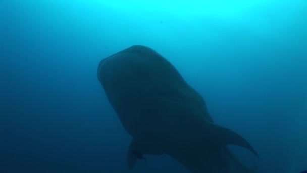 Großer Walhai Größter Fisch der Welt Unterwasser-Video — Stockvideo