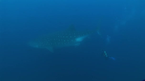 Big Whale Shark biggest fish in the world Underwater Video — Stock Video