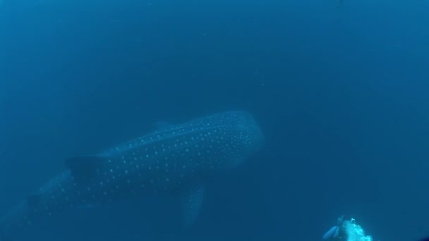 大きなジンベイザメ水中ビデオの世界で最大の魚 — ストック動画