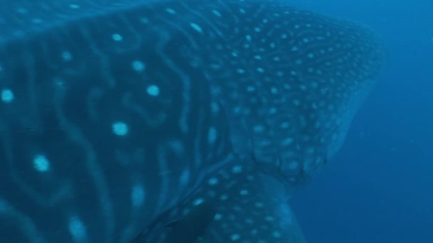 Big Whale Shark maior peixe do mundo Vídeo subaquático — Vídeo de Stock