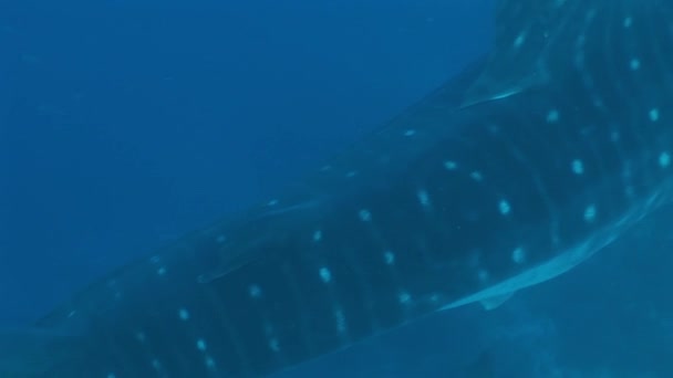 Μεγάλο καρχαρία φάλαινα το μεγαλύτερο ψάρι στον κόσμο υποβρύχια Βιντεοσκόπηση — Αρχείο Βίντεο