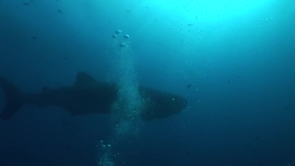Grote walvishaai grootste vis in de wereld Onderwater Video — Stockvideo