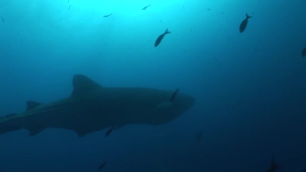 Big Whale Shark maior peixe do mundo Vídeo subaquático — Vídeo de Stock