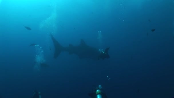 Big Whale Shark maior peixe do mundo Vídeo subaquático — Vídeo de Stock