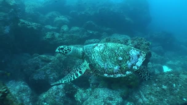 Tortuga marina coral vida bajo el agua vídeo — Vídeos de Stock