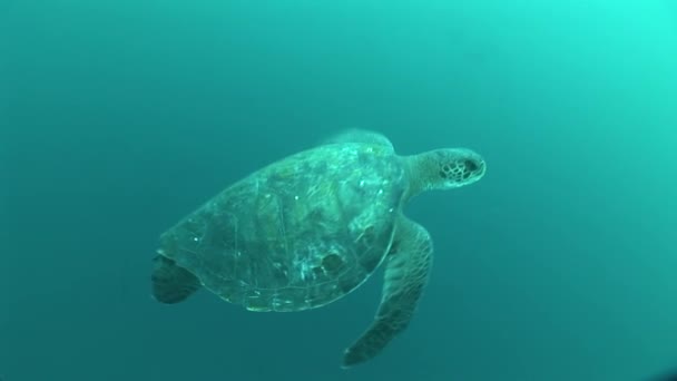 Havssköldpaddan korall liv underwater video — Stockvideo