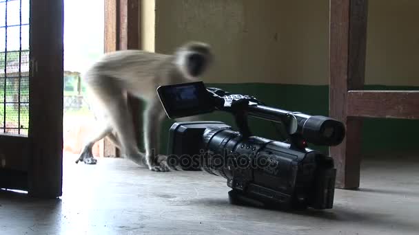 Małpa i kamery wideo w pokoju African house — Wideo stockowe
