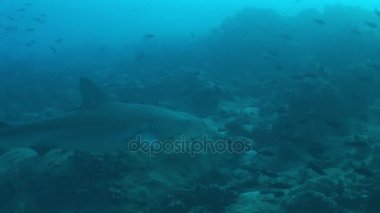 Pasifik Okyanusu köpekbalığı dalış sualtı Video Galapagos Adaları