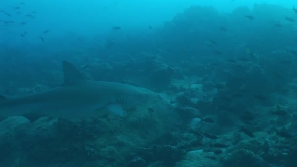 Shark dykning Underwater Video Galapagos öarna Stilla havet — Stockvideo