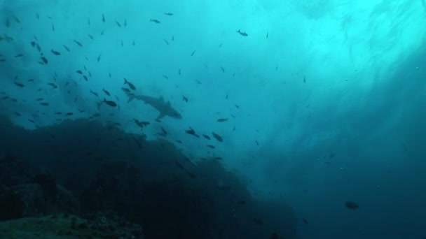 鲨鱼潜水水下视频加拉巴哥群岛太平洋 — 图库视频影像