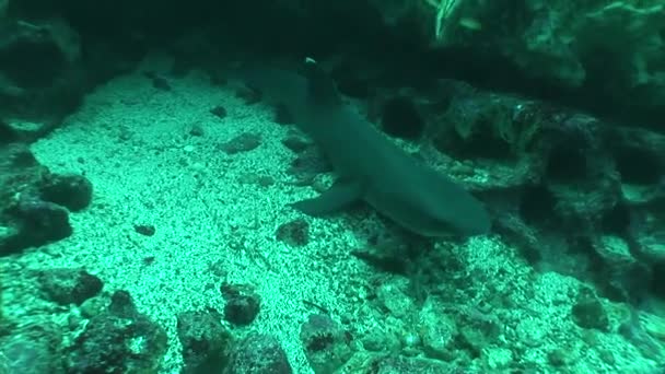 Pasifik Okyanusu köpekbalığı dalış sualtı Video Galapagos Adaları — Stok video