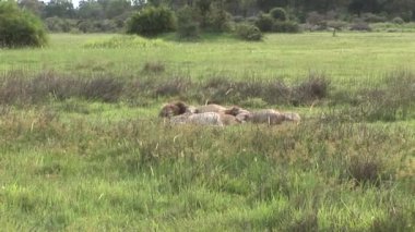 Aslan vahşi, tehlikeli memeli Afrika Savannah Kenya
