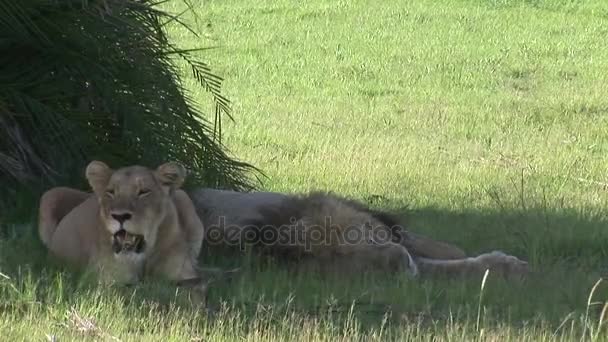 Lev divoký nebezpečný savec africká savana keňa — Stock video