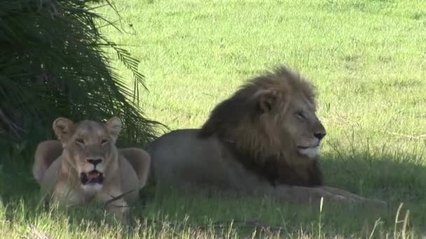 Leeuw wild gevaarlijk zoogdier africa savannah Kenia — Stockvideo