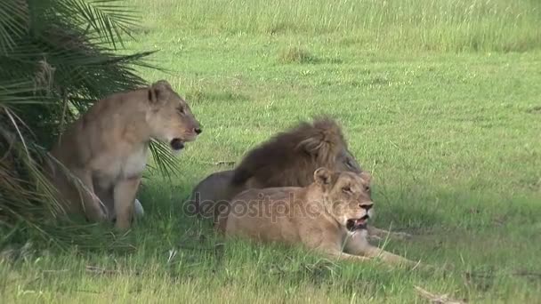 Lejon vilt farliga däggdjur Afrika savann Kenya — Stockvideo