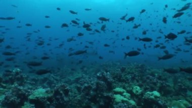 çekiç kafa dalış sualtı Video Galapagos köpek balığı Pasifik Okyanusu Adaları