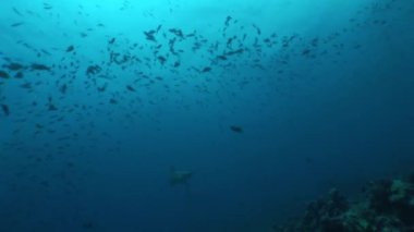 çekiç kafa dalış sualtı Video Galapagos köpek balığı Pasifik Okyanusu Adaları