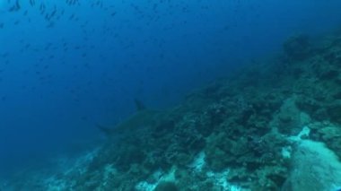 çekiç kafa dalış sualtı Video Galapagos köpek balığı Pasifik Okyanusu Adaları