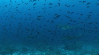 çekiç kafa dalış sualtı Video Galapagos köpek balığı Pasifik Okyanusu Adaları